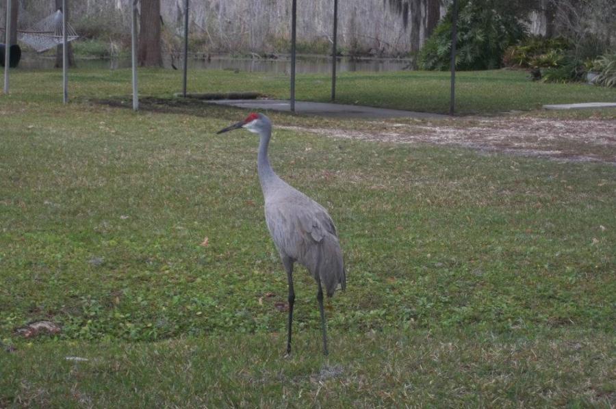 2016 Gathering of Thundering Herd in Florida
