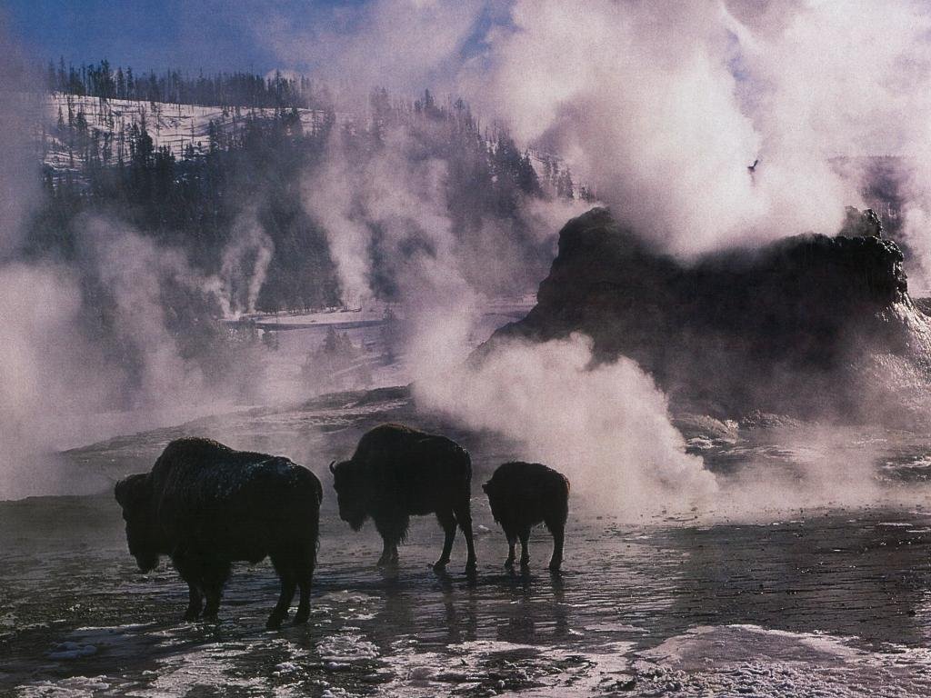 The Thundering Herd