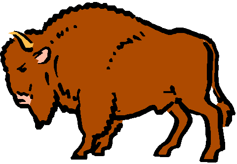 Bison