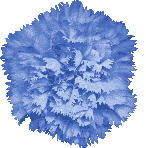 Blue Carnation