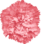 Pink Carnation