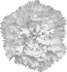 White Carnation