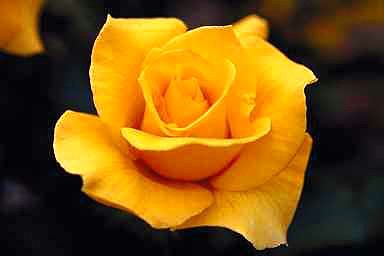 Yellow Rose